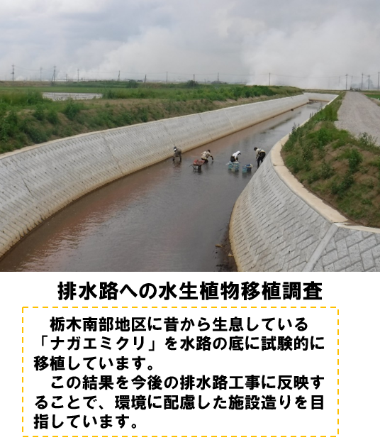 ナガエミクリ移植調査