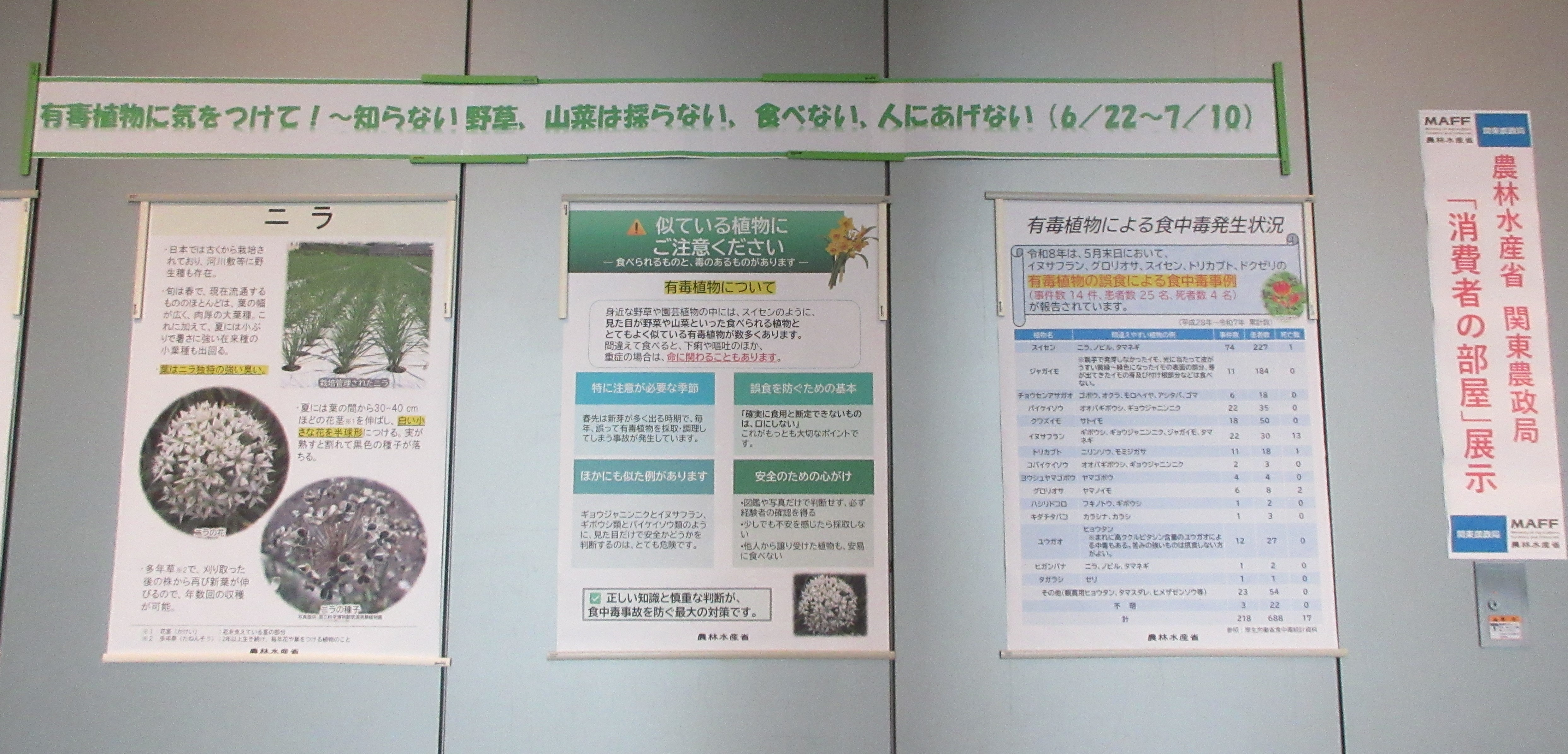 展示の様子