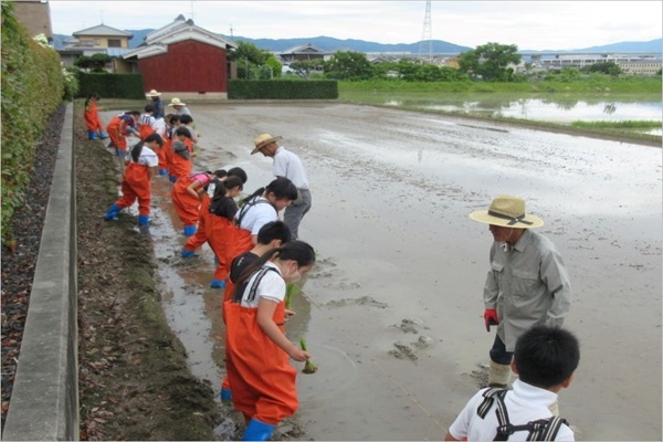 田植えの様子