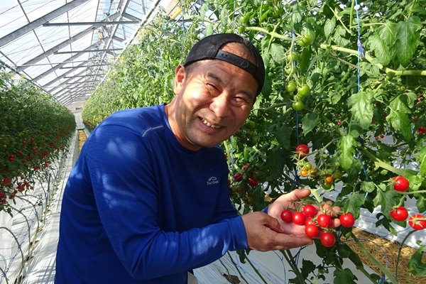 甘くて美味しいミニトマトを持つ生産者のようす