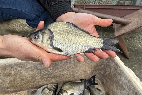 「河内ブナ」の養殖に取り組むようす