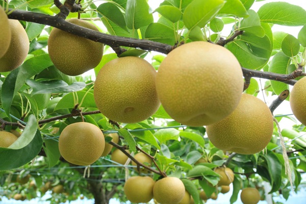 スポーツ界から転身し「彦根梨」を生産する生産者