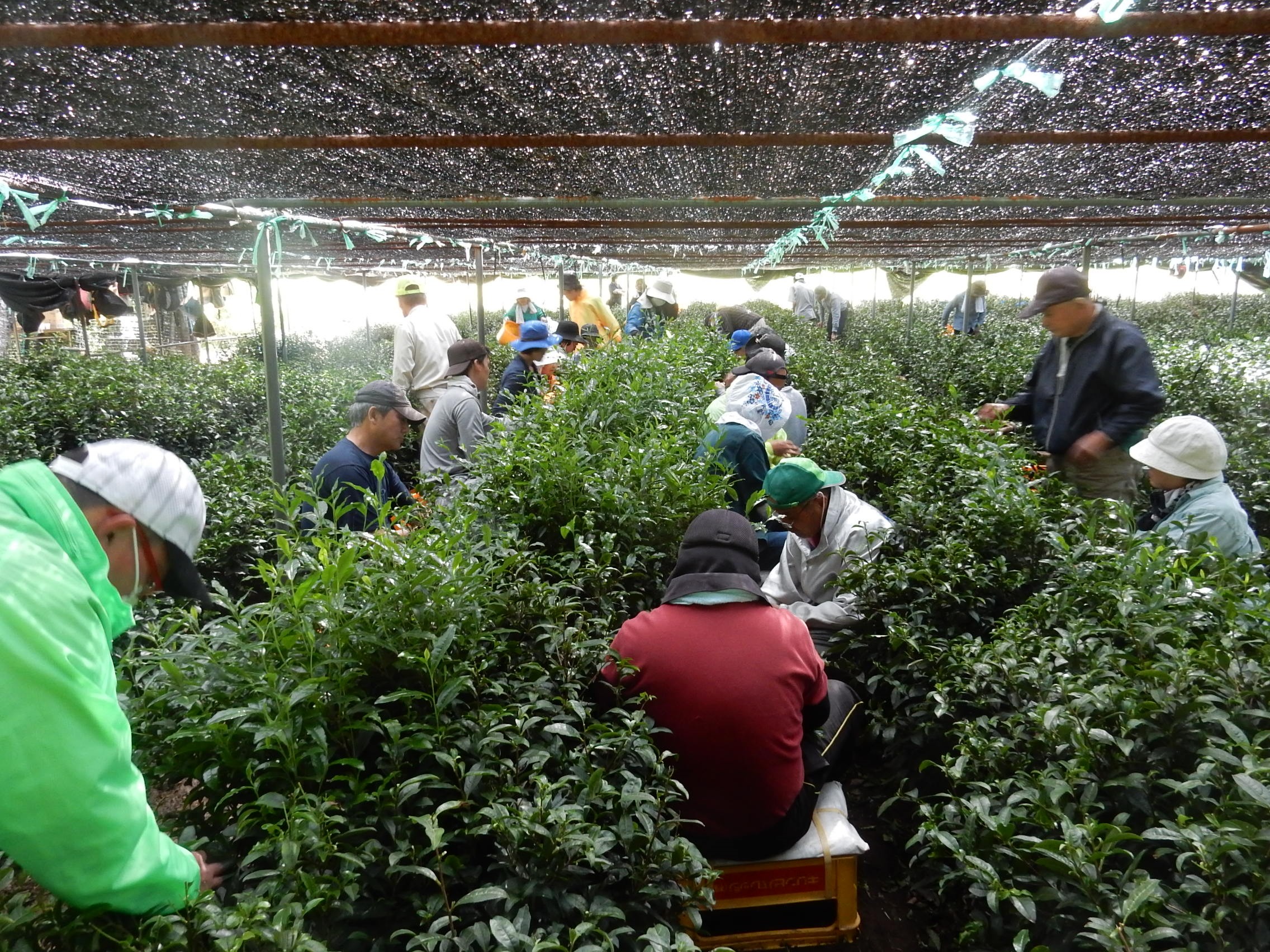 農業の様子（宇治茶の手摘み体験）