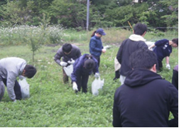 伊吹の蓬摘みと現地研修
