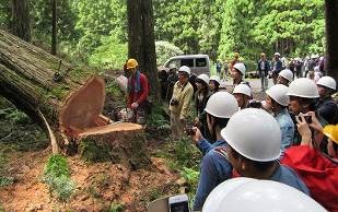 吉野スギ見学ツアー
