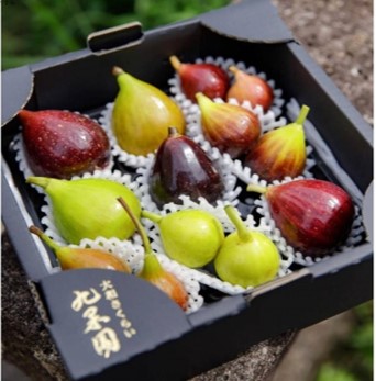 谷尾薫（九果園）