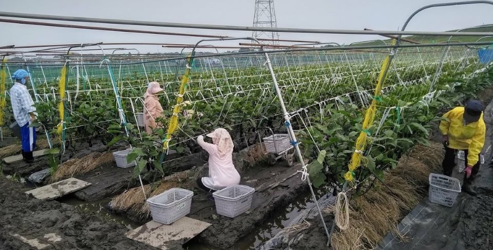 さんさん山城(京都田辺茄子の収穫作業の様子)