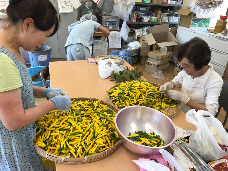 NPO法人つどい(栽培を受託している黄金唐辛子)