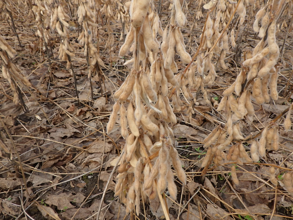 そらみずきの写真