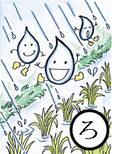 6月の 雨で育てる 青い稲