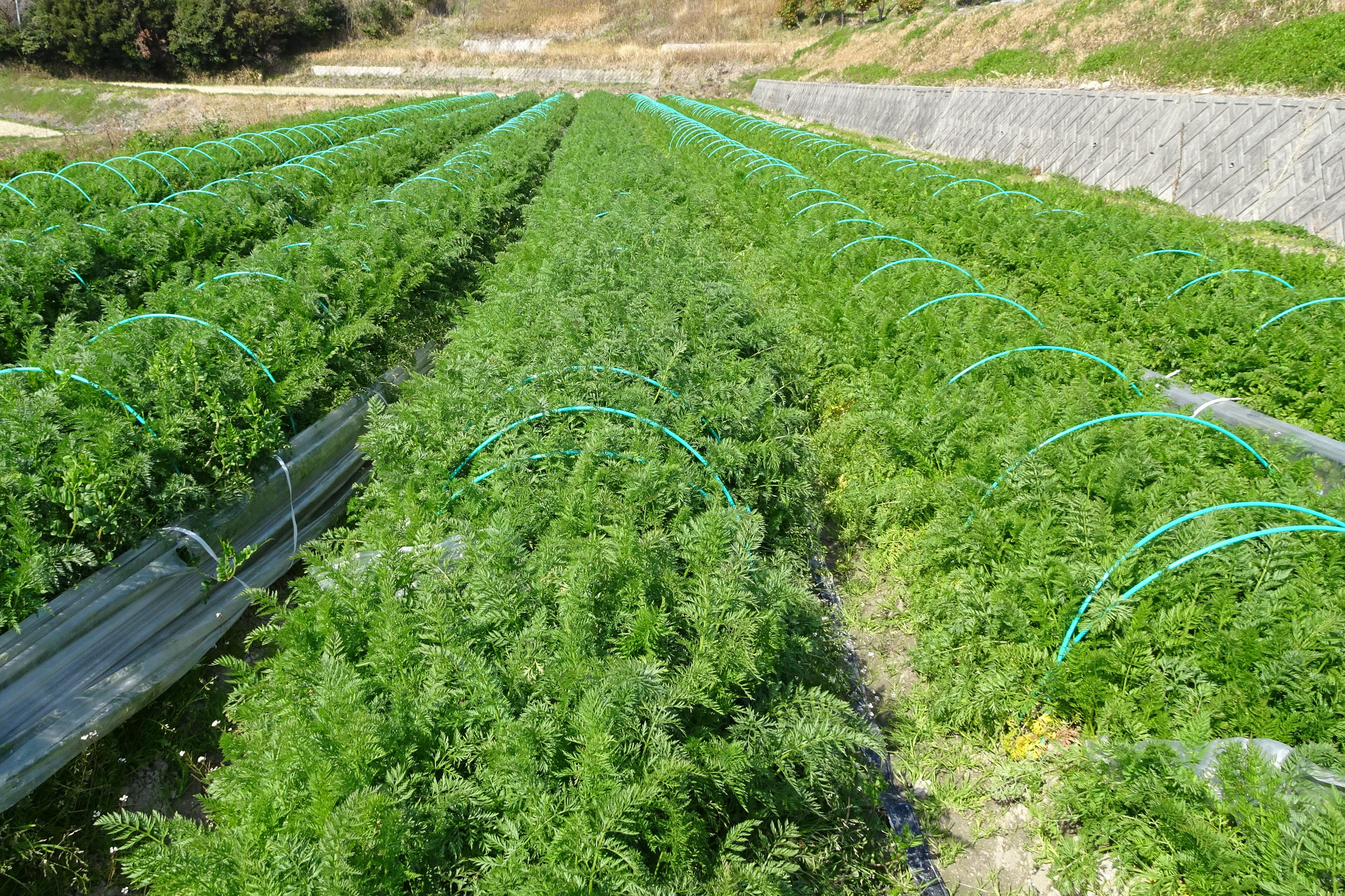 ニンジンの圃場