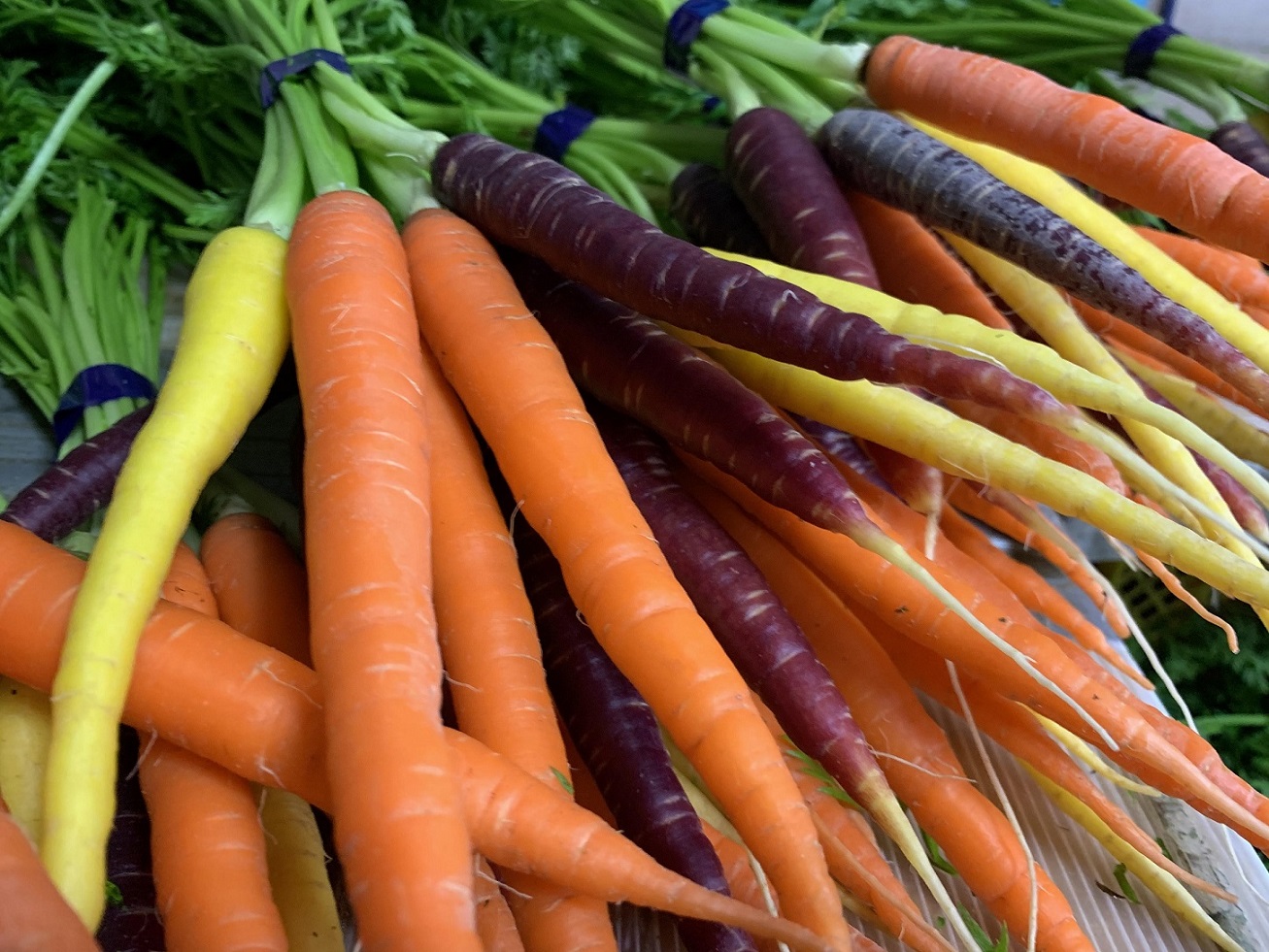 カラースティックニンジン