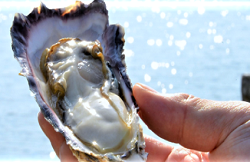 津田宇水産写真