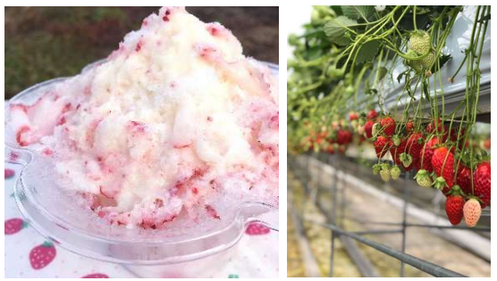 内山いちごの国写真