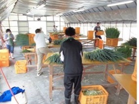 みたいふぁーむ画像