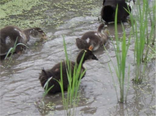 泳ぎ回るアイガモ