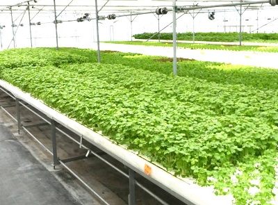 水耕栽培