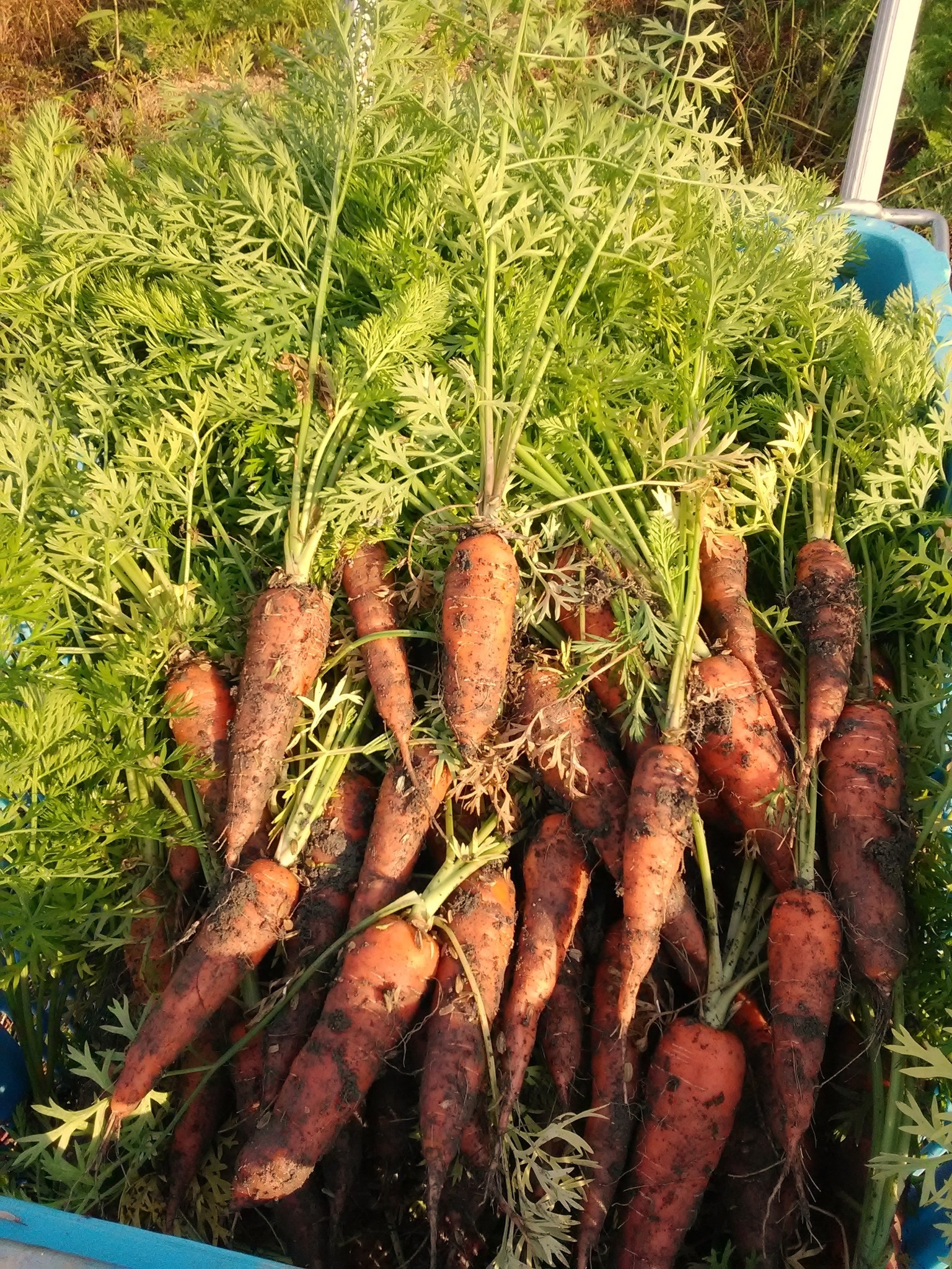 ナチュラルファーム3