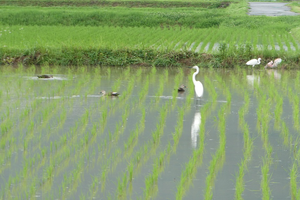 けんたろう農園3