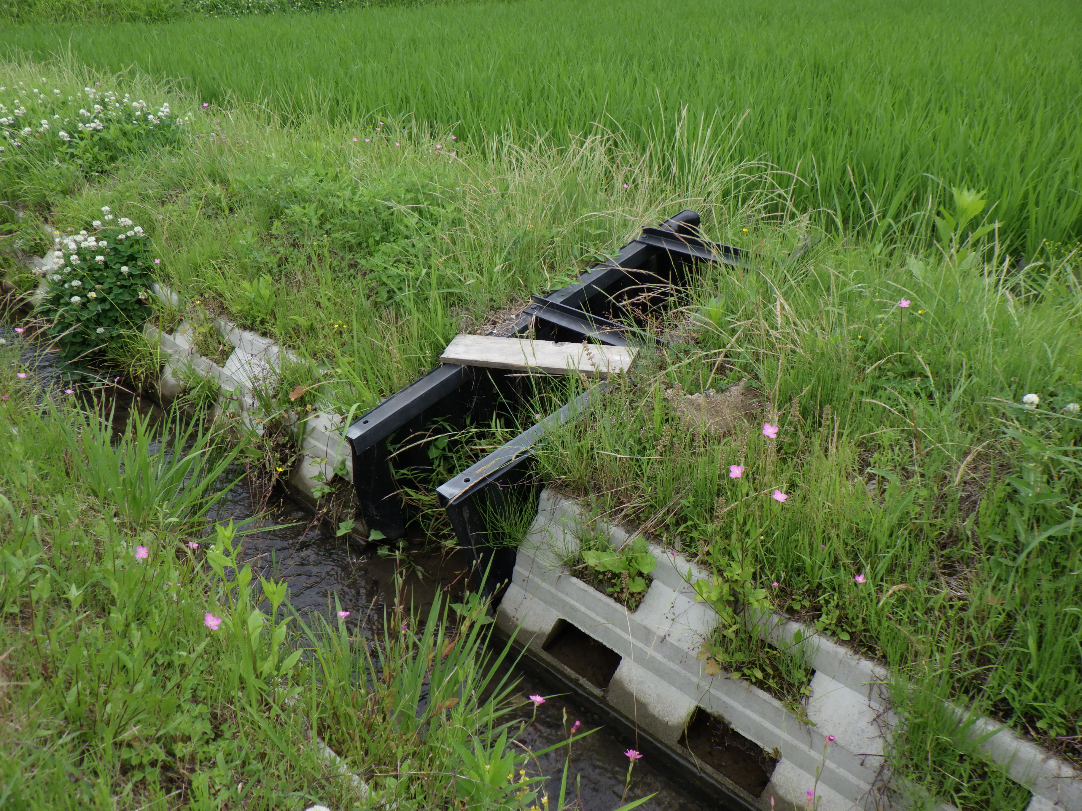 生き物豊かな水路２