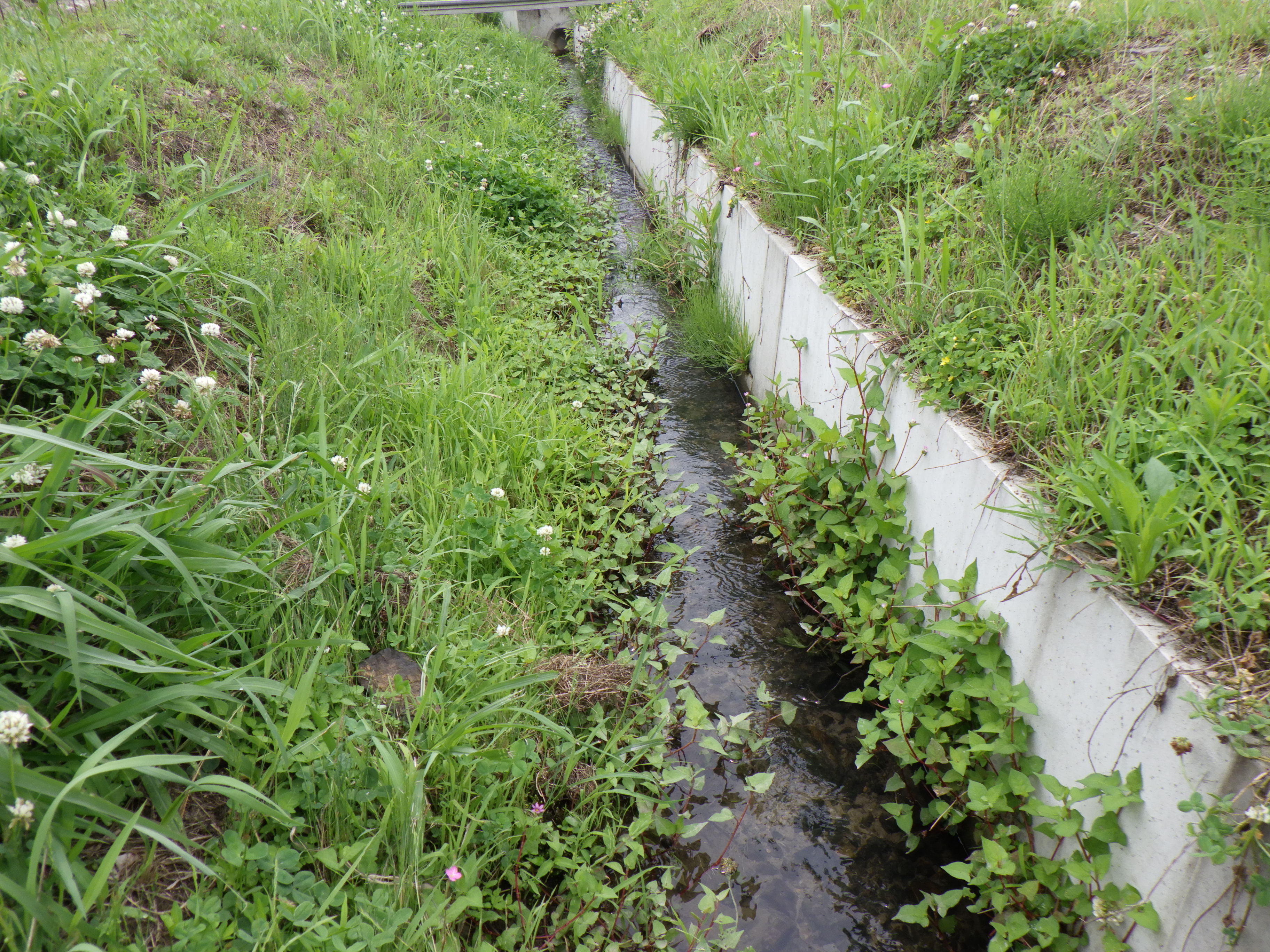 生き物豊かな水路３