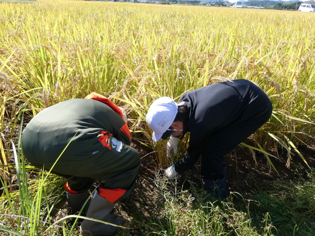 九会小稲刈り2