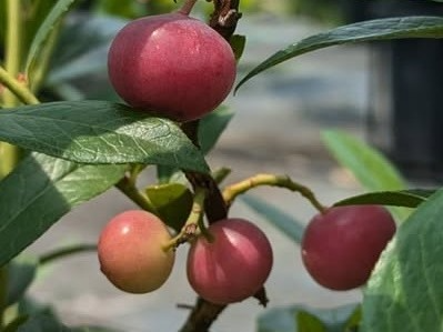 ピンクレモネード