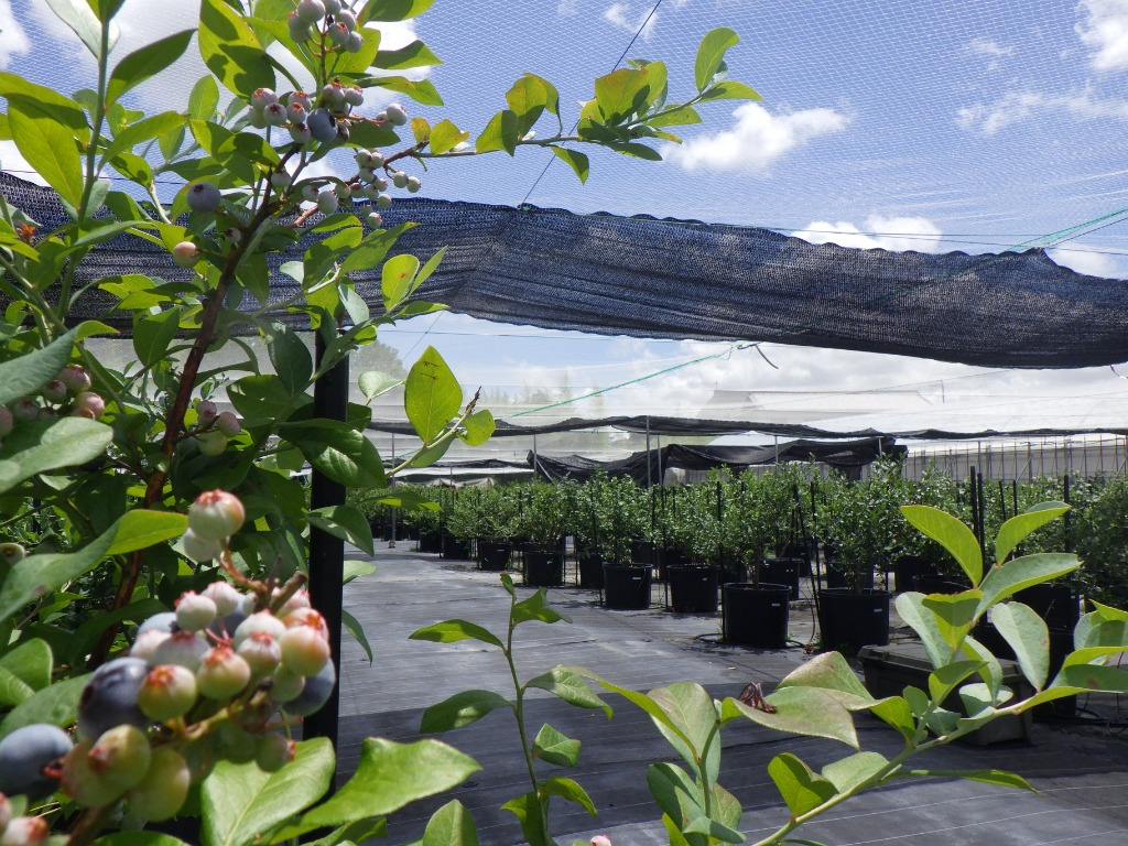 ブルーベリー観光農園