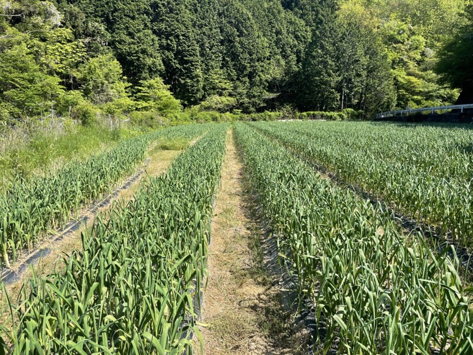 ディスカバリープロジェクトのにんにくほ場