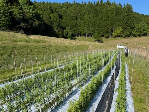 ケイファームのりんどう畑