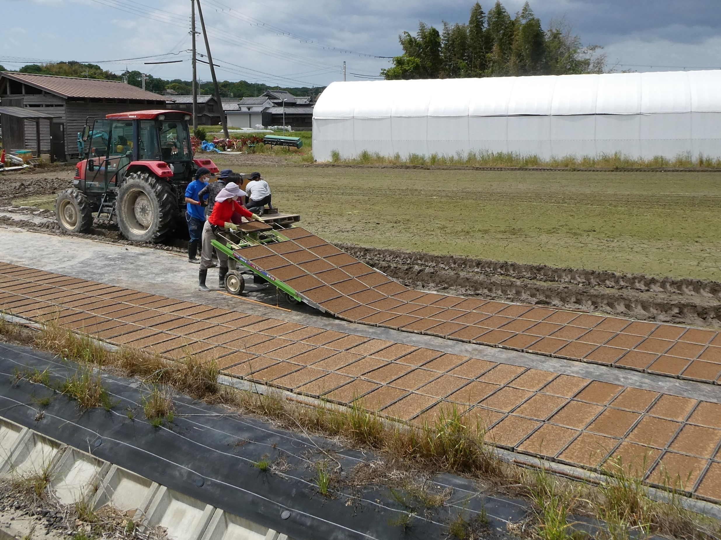 小池農園の育苗