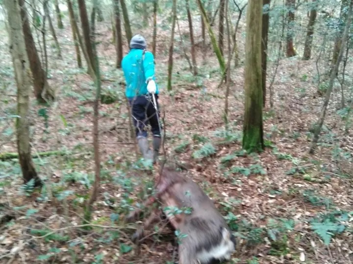 シカの捕獲現場