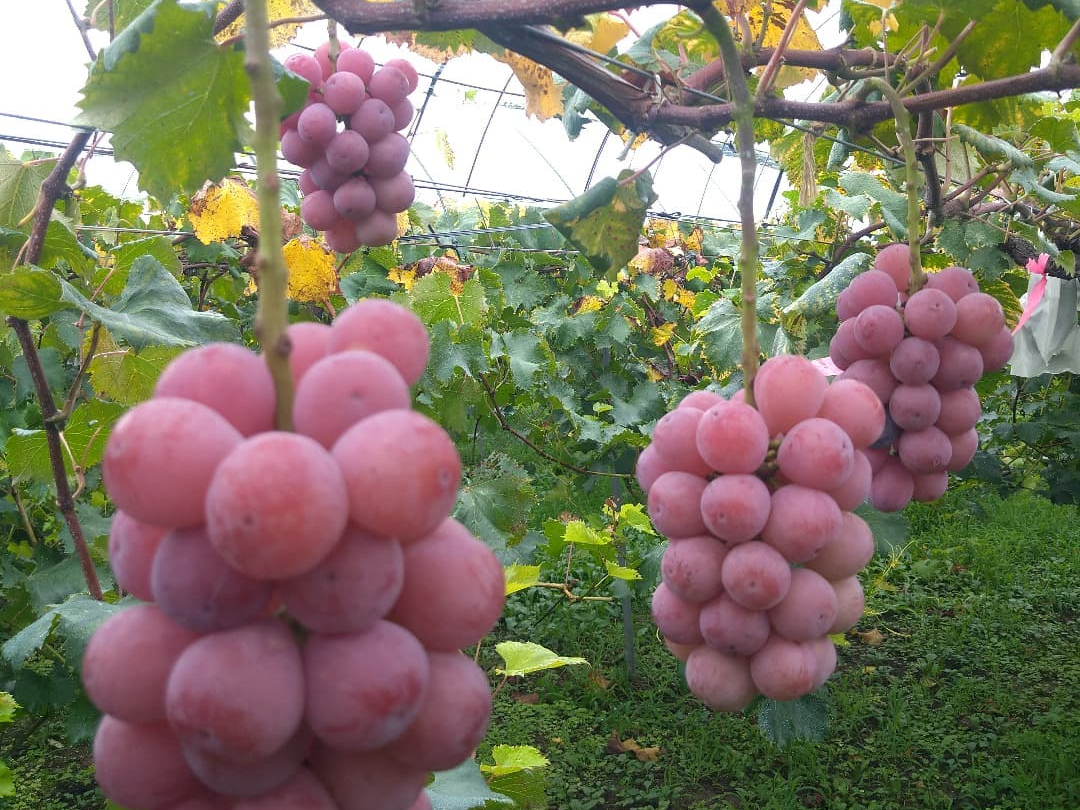 南畑いわみ農園3