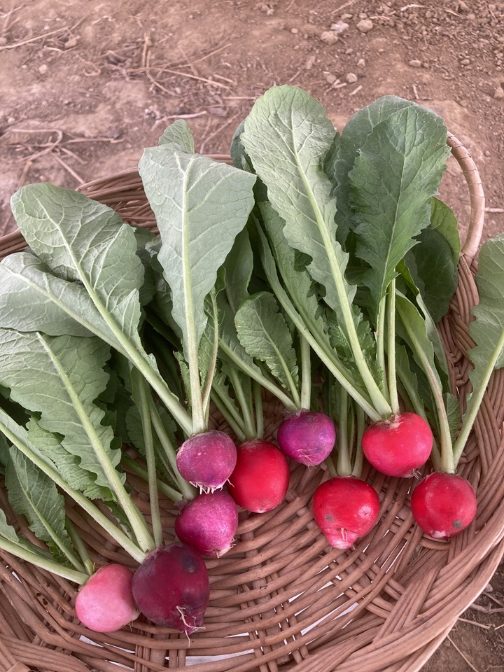 なちゅらすふぁーむのラディッシュ