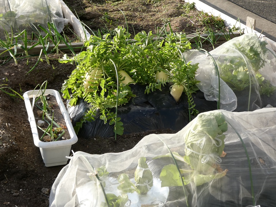 シェラトンファームの貸農園の野菜