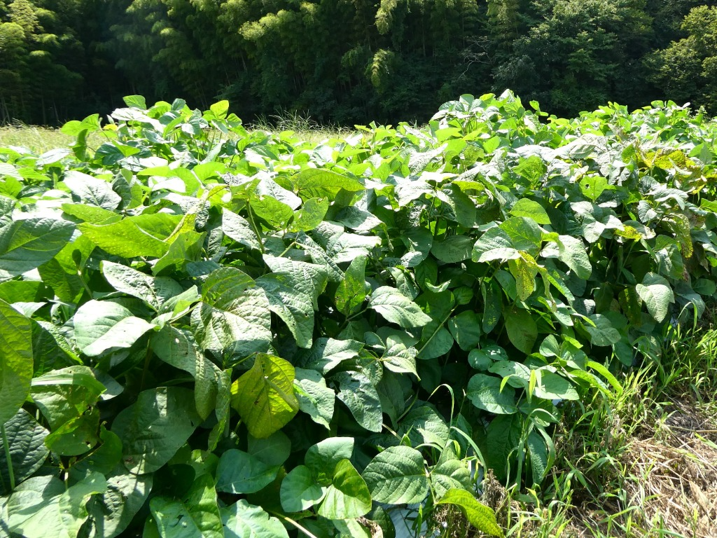 丹波篠山たけし農産3