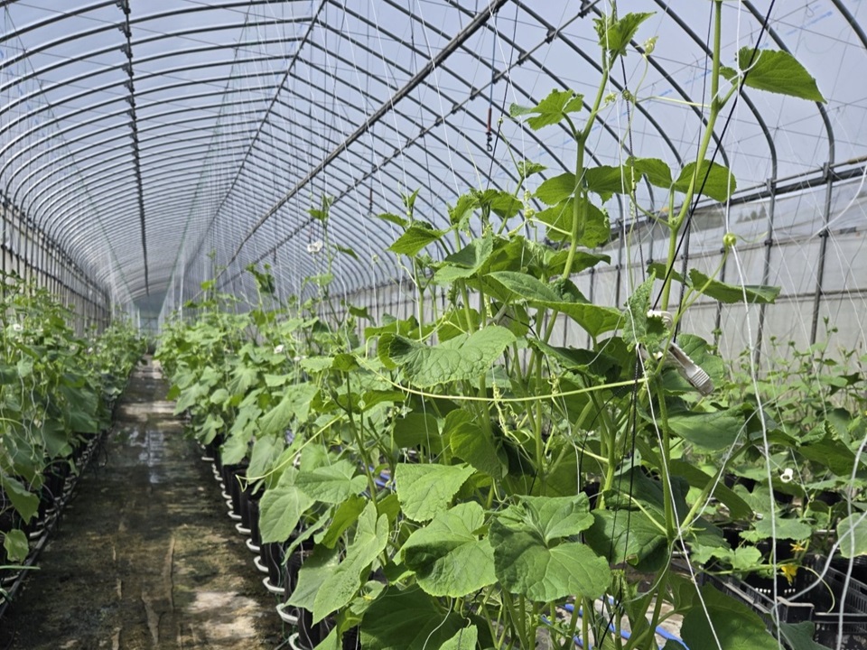 植田さんのキュウリ