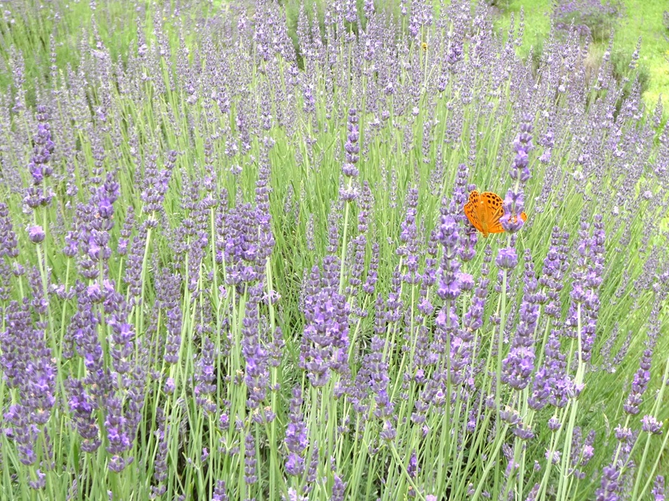 紫色のラベンダーの花が咲いている様子