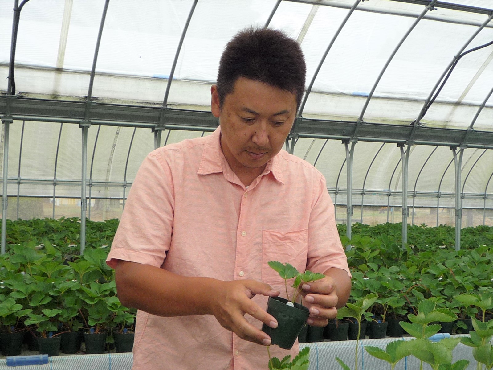 いちご苗の手入れ森田さん