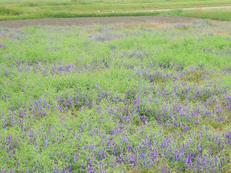 ヘアリーベッチの鋤き込み