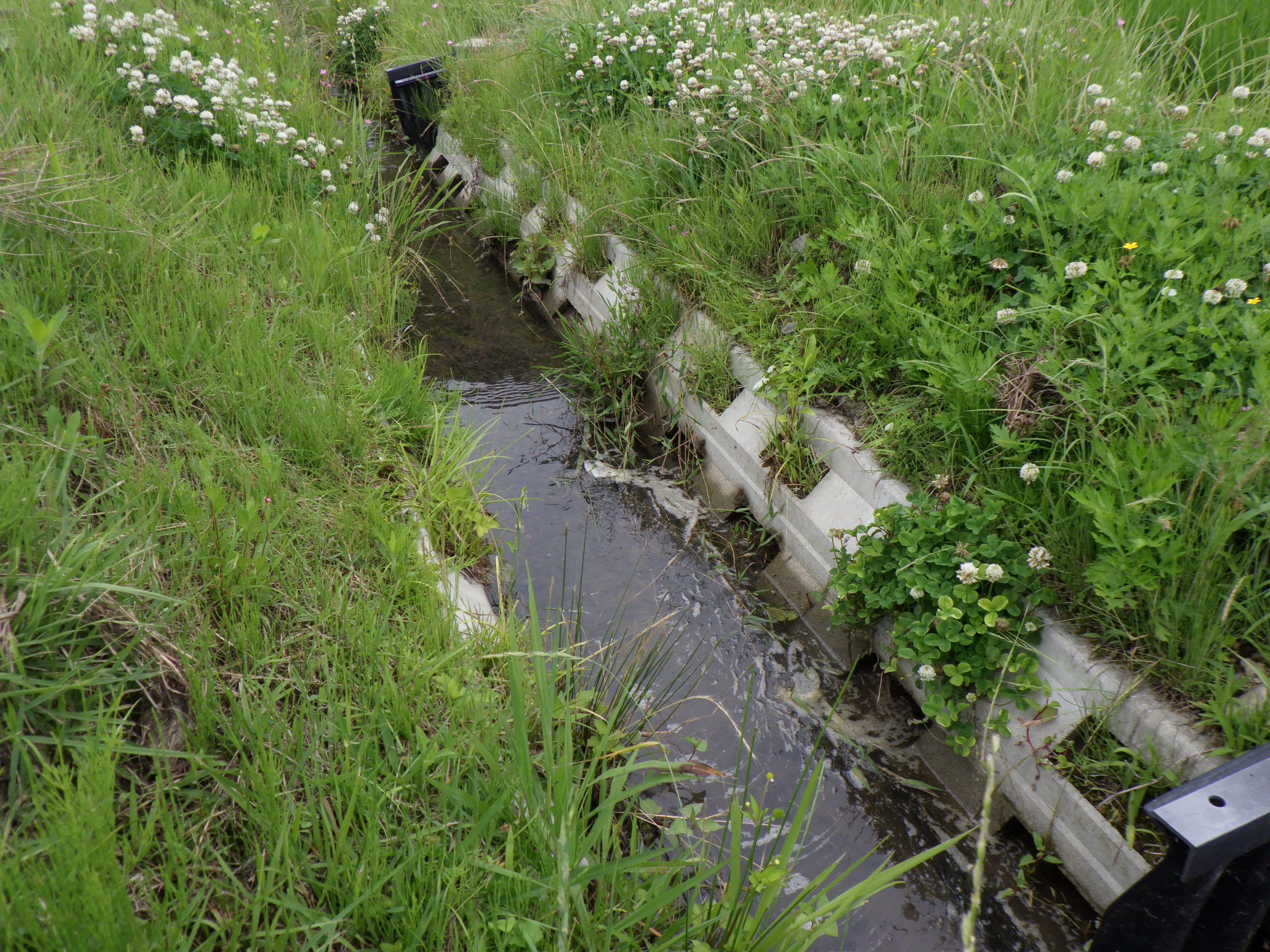 生きもの豊かな農業水路