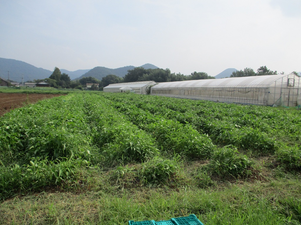 GAP認証を取得されている株式会社 八百一の郷 丹波農場を訪問