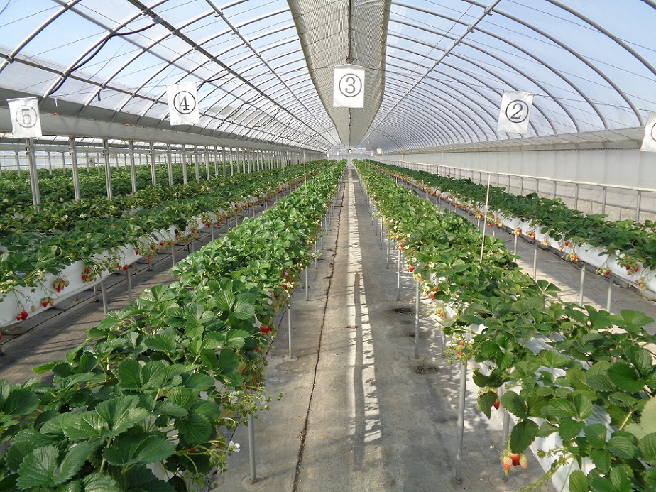 いちご狩りのハウス