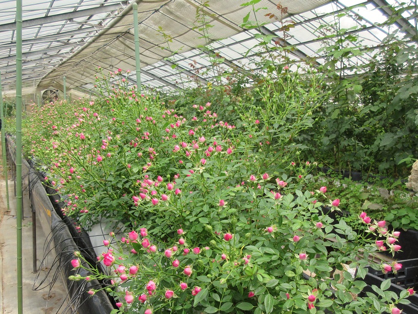 施設内で栽培されるバラ