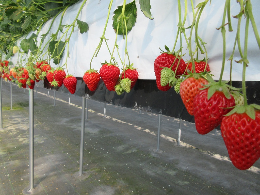 真っ赤に実った大粒いちご