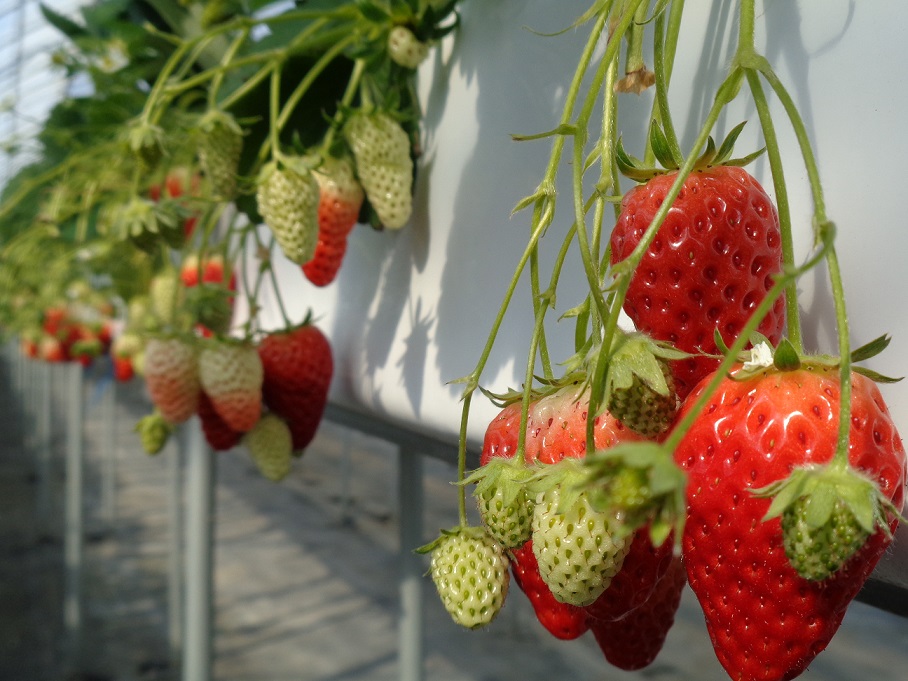 次々に実る大粒いちご