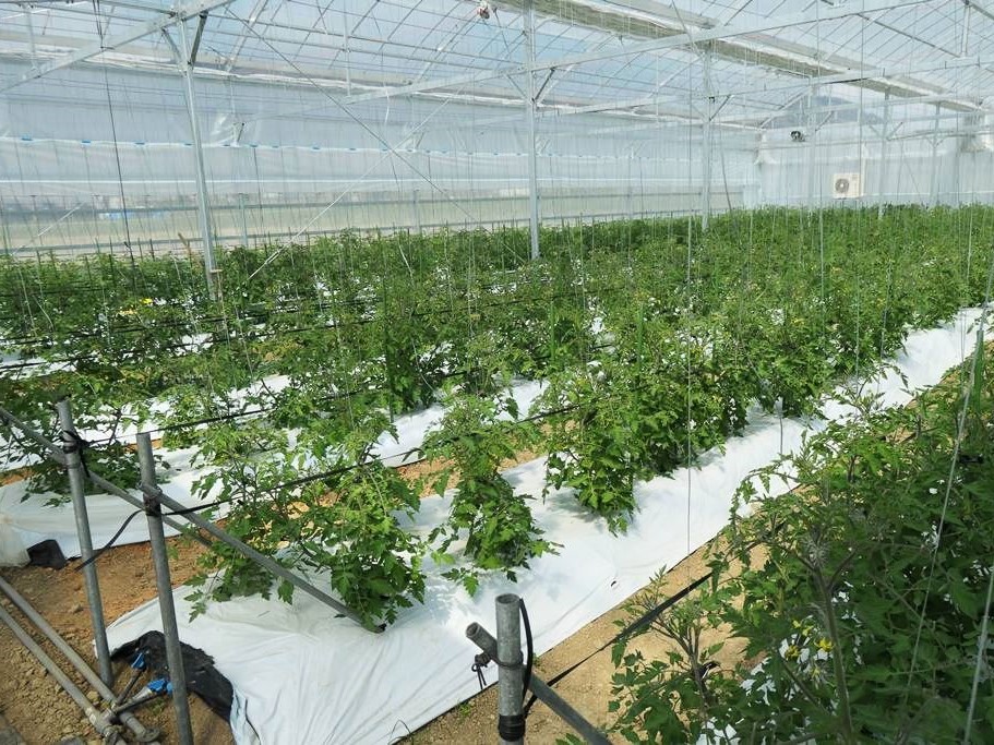 環境制御装置を導入したハウス