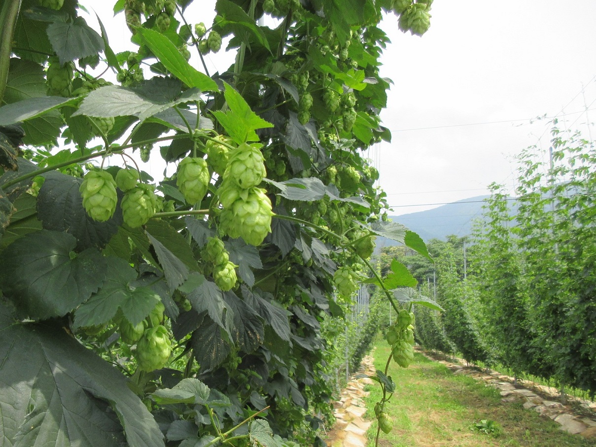 有限会社あっぷるふぁーむ