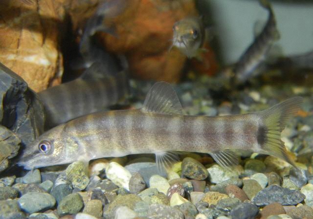 亀岡市の環境のシンボル「市の魚」アユモドキ