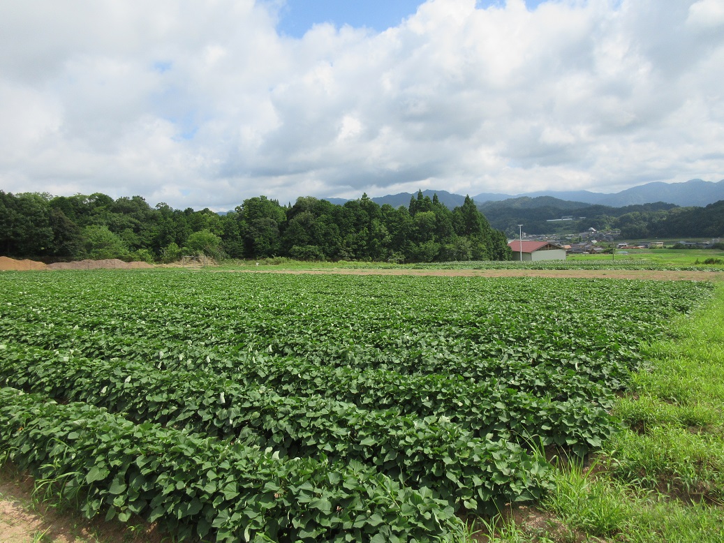 株式会社エチエ農産